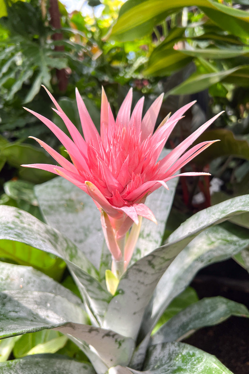 Bromeliad, Silver Vase 6"