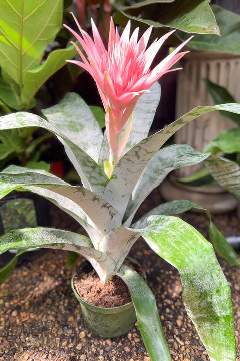 Bromeliad, Silver Vase 6"