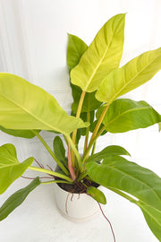 Philodendron | Golden Melinonii | 6"