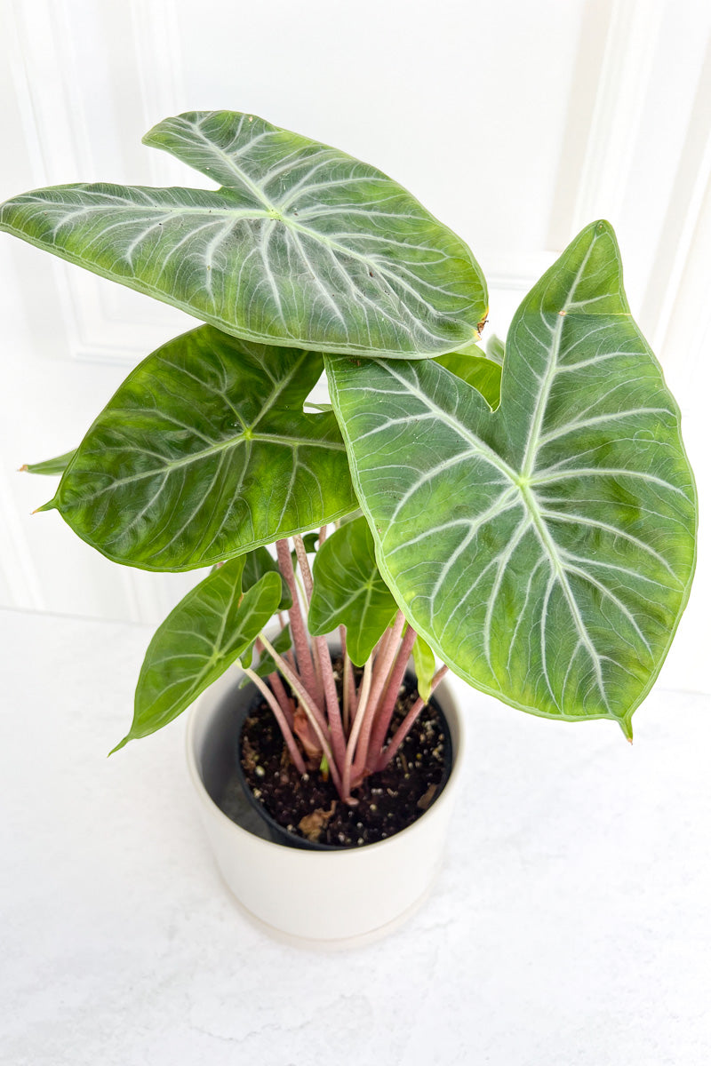 Alocasia, Ivory Coast 6"