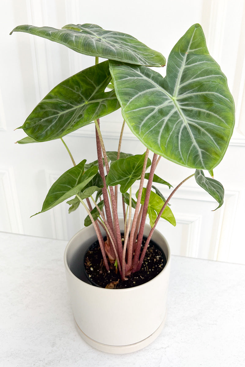 Alocasia, Ivory Coast 6"