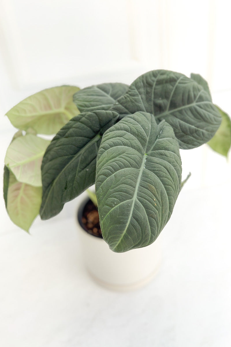 Alocasia, Maharani 6"