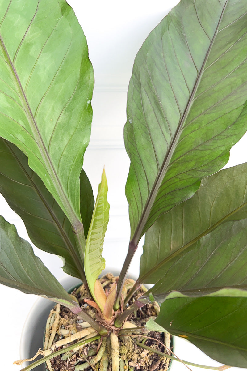 Anthurium, Big Red Bird 6"