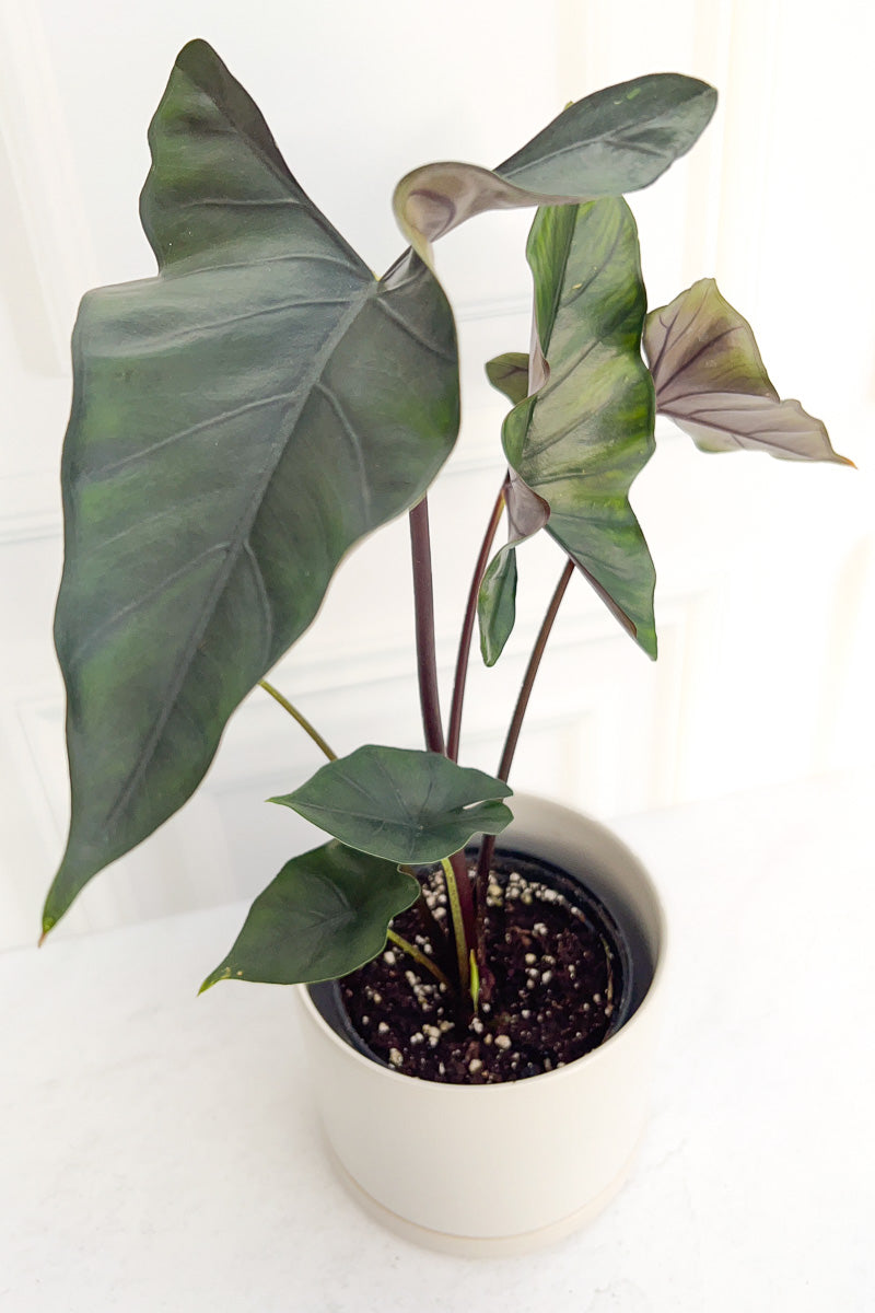 Alocasia, Purple Cloak   6"