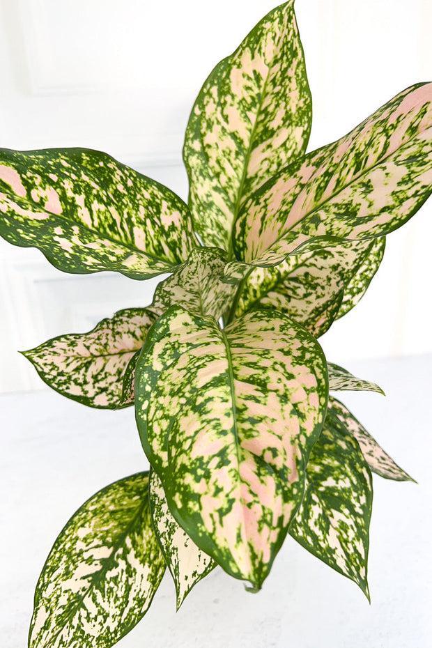 Chinese Evergreen, Pink Princess 6"