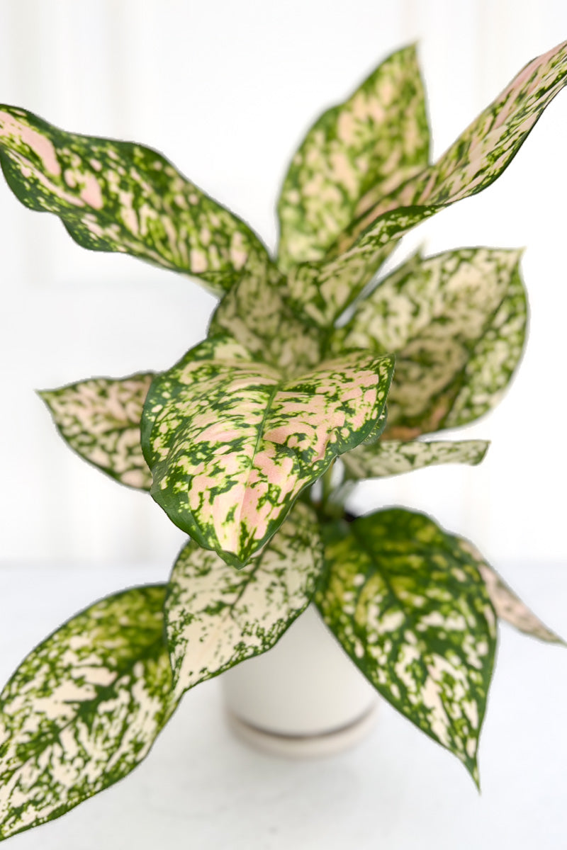 Chinese Evergreen, Pink Princess 6"