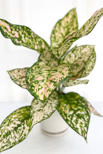 Chinese Evergreen, Pink Prin