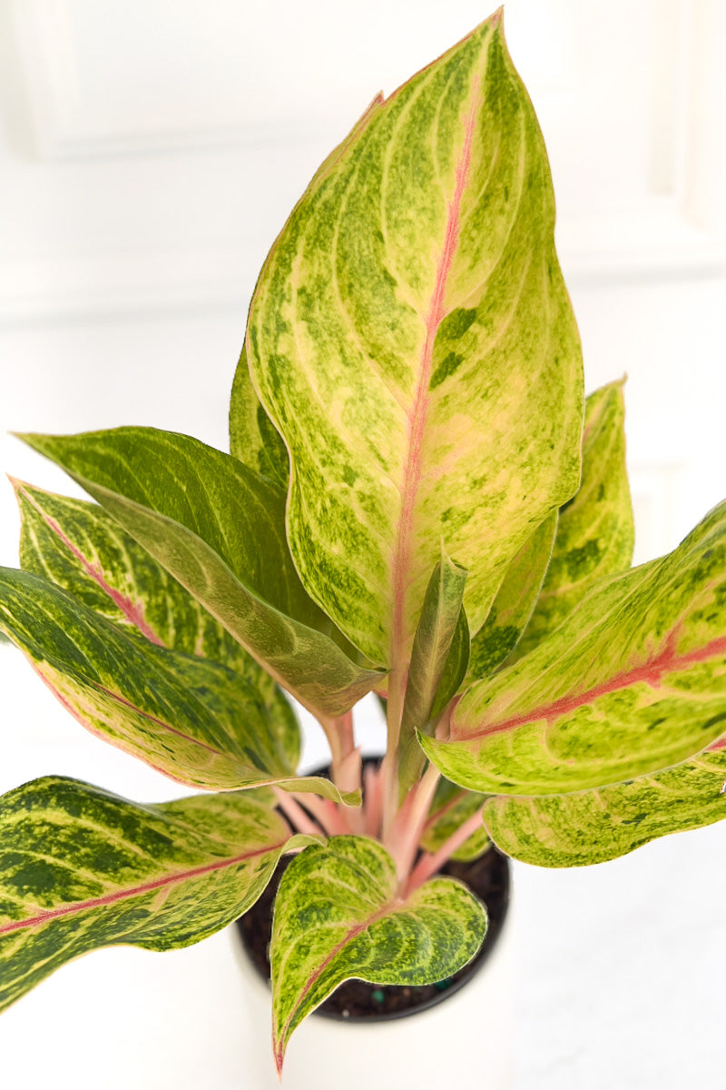 Chinese Evergreen, Golden Papa 5"