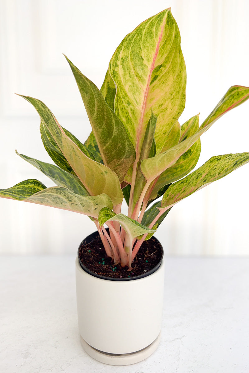 Chinese Evergreen, Golden Papa 5"