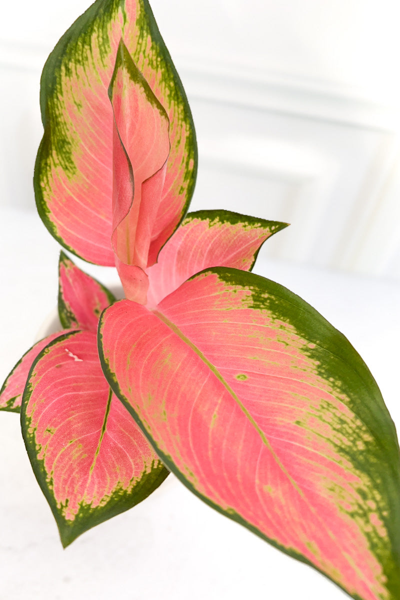 Chinese Evergreen, Pink Pearl 4"