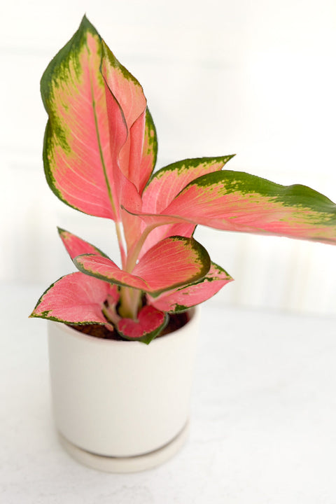 Chinese Evergreen, Pink Pearl