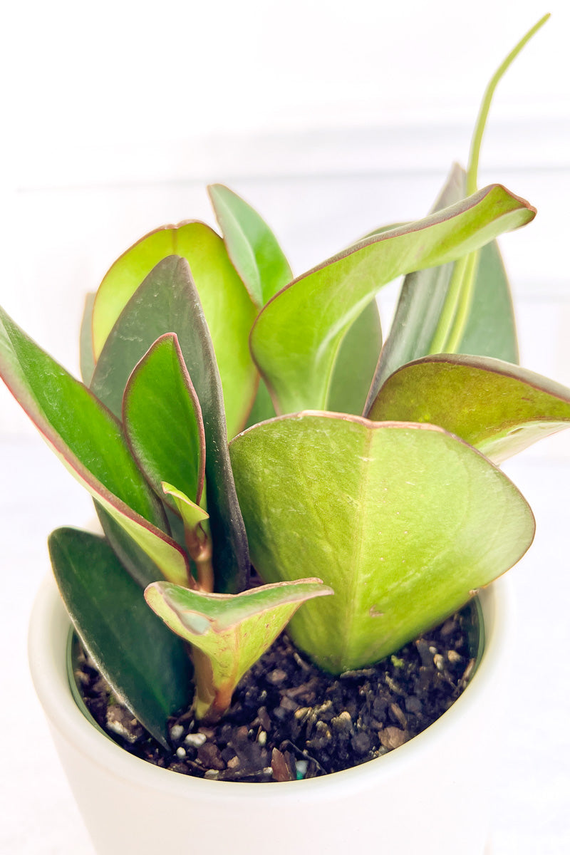 Peperomia Black 6"