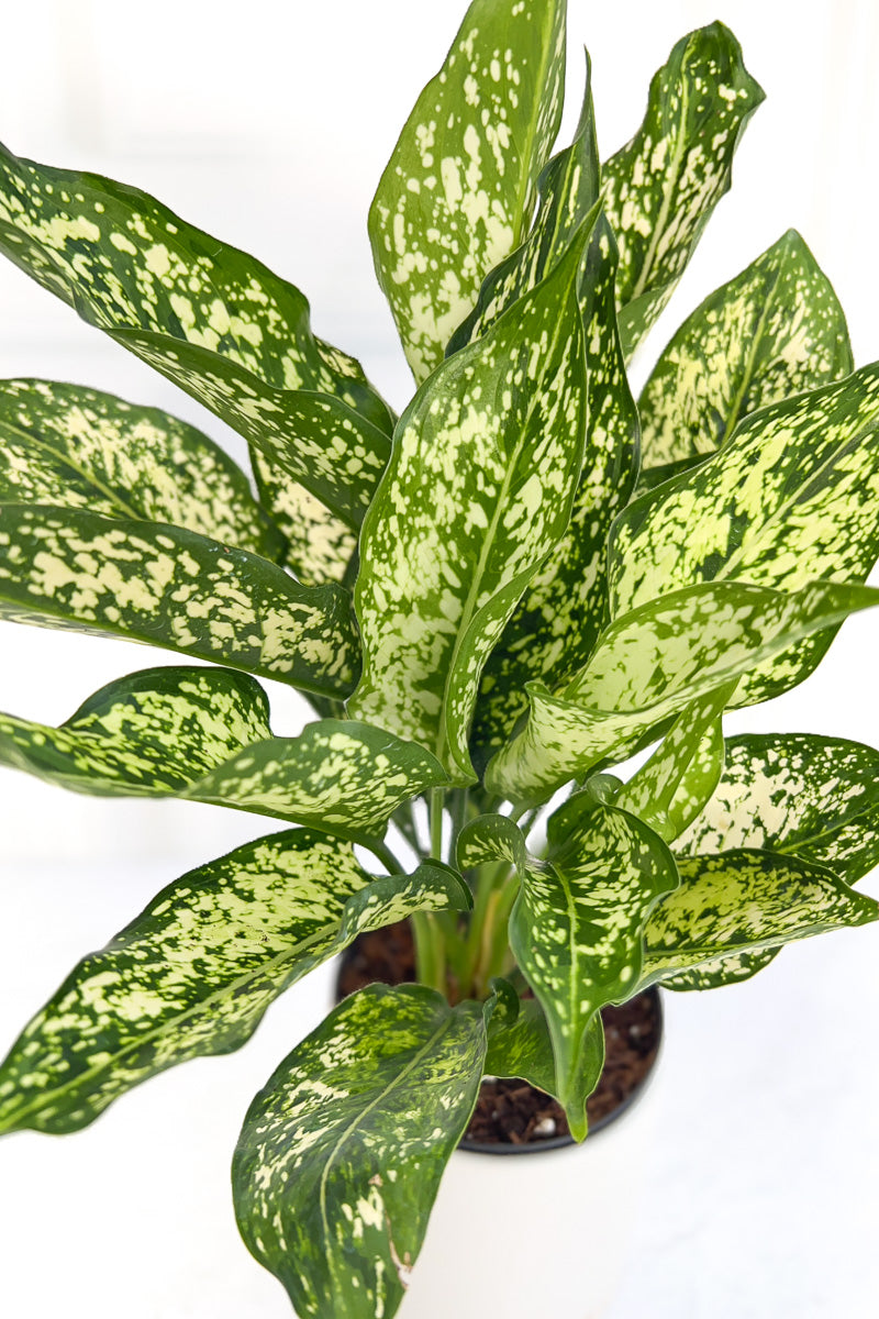 Chinese Evergreen, Spring Snow 5"