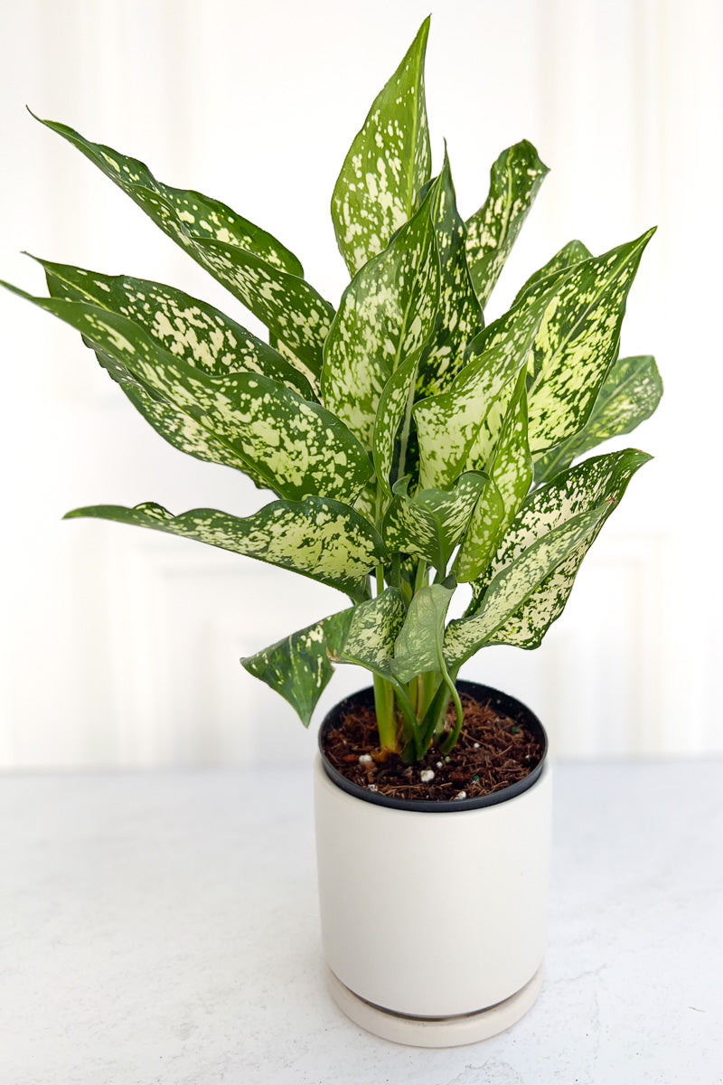 Chinese Evergreen, Spring Snow 5"