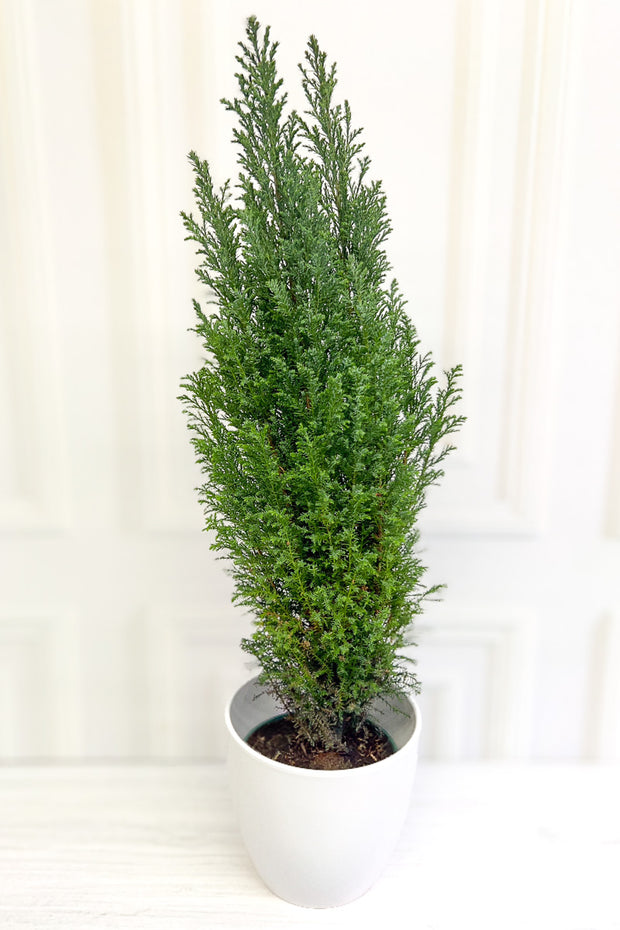 Green Cypress, 6"