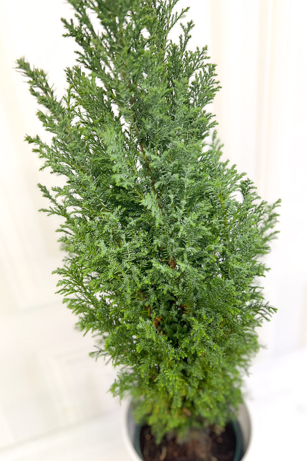 Green Cypress, 6"