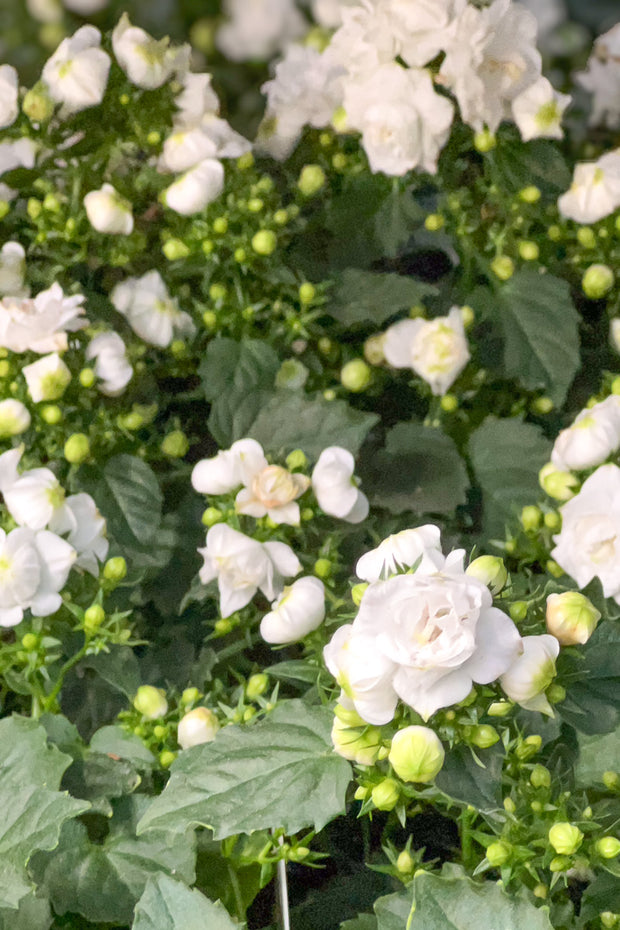 Campanula Bellflower, White 4"