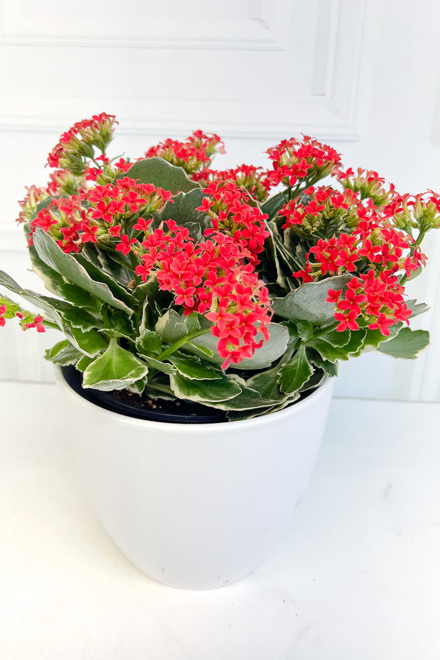 Kalanchoe, Kandy Kane Plain 6"