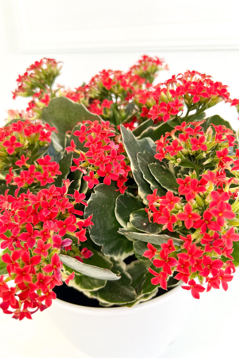 Kalanchoe, Kandy Kane Plain 6"