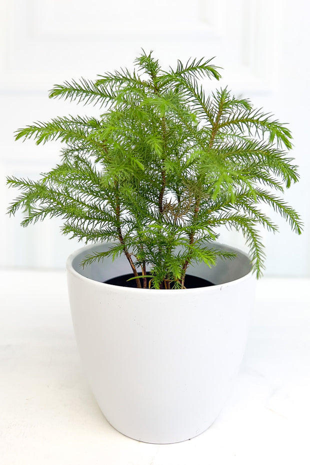 Norfolk Island Pine 4"