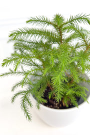 Norfolk Island Pine 4"