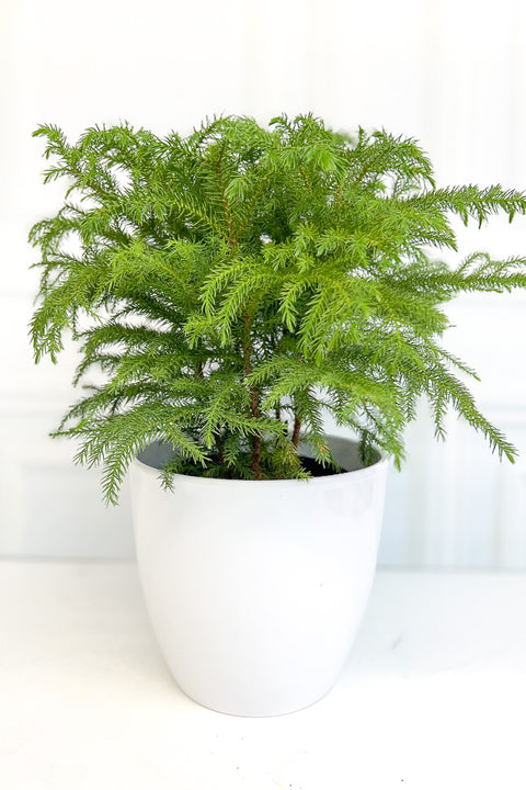 Norfolk Island Pine 6"