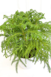 Norfolk Island Pine 6"