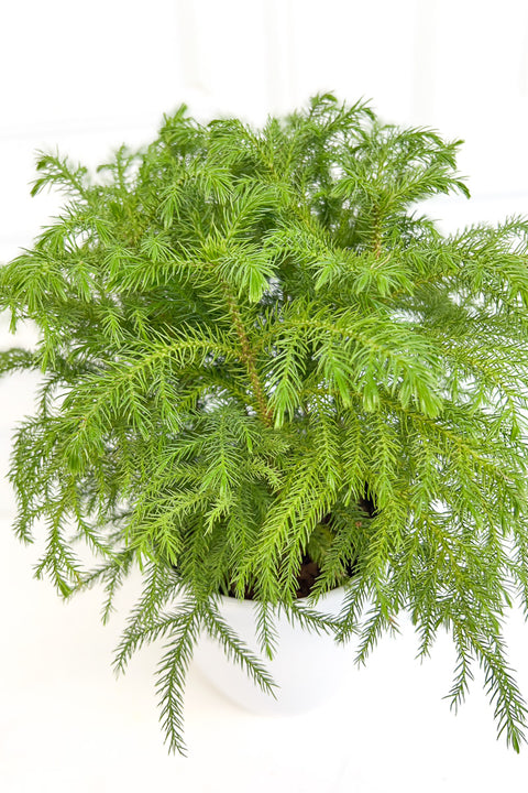 Norfolk Island Pine 6"