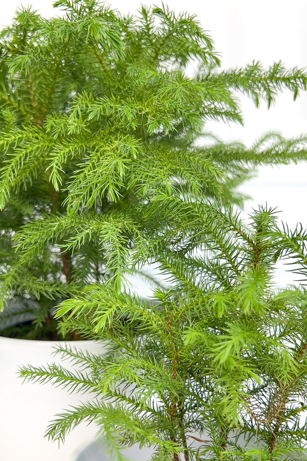 Norfolk Island Pine 10"