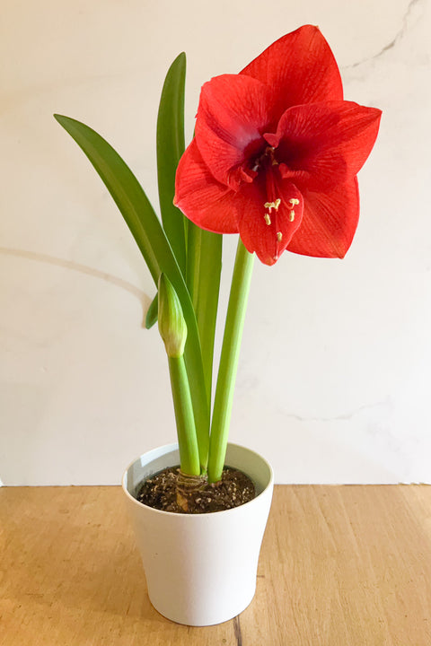 Amaryllis 2 stem Double Red, 6"