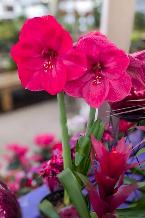 Amaryllis 2 stem Double Pink, 6"