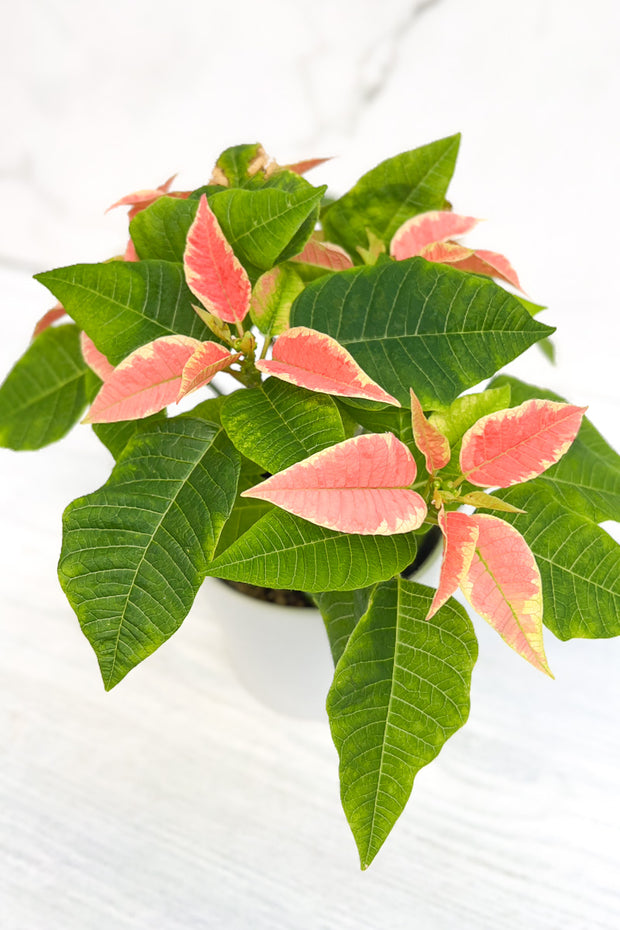 Poinsettia, Christmas Beauty Marble 4"