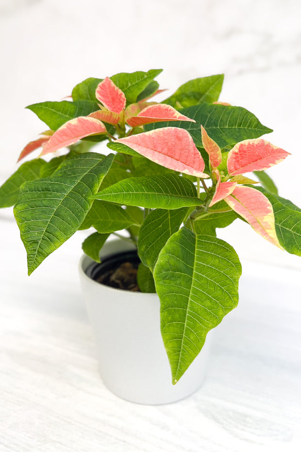 Poinsettia, Christmas Beauty Marble 4"