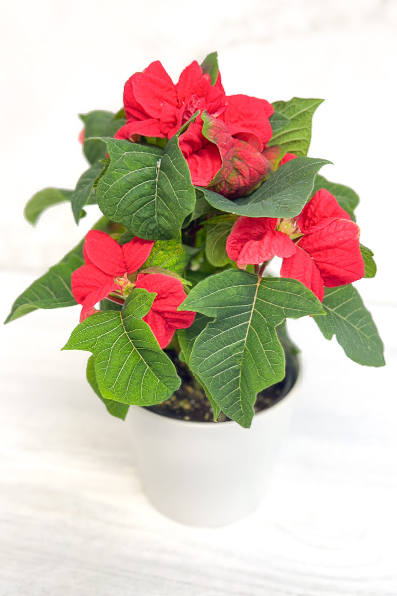 Poinsettia, Red Winter Rose 2.5"