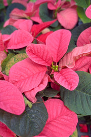 Poinsettia, Mouse Pink 4"