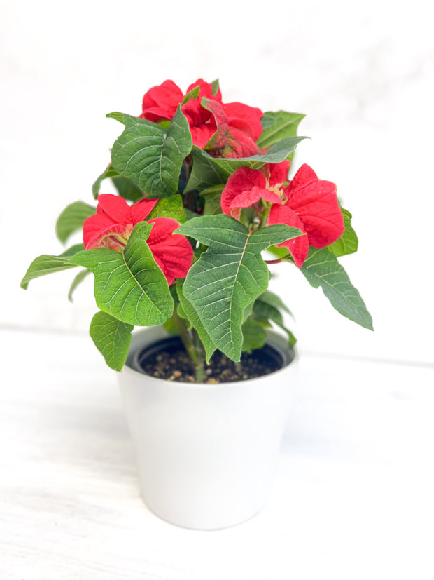 Poinsettia, Winter Rose 4"