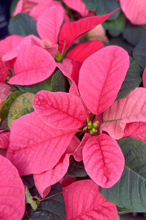 Poinsettia, Mouse Pink 4"