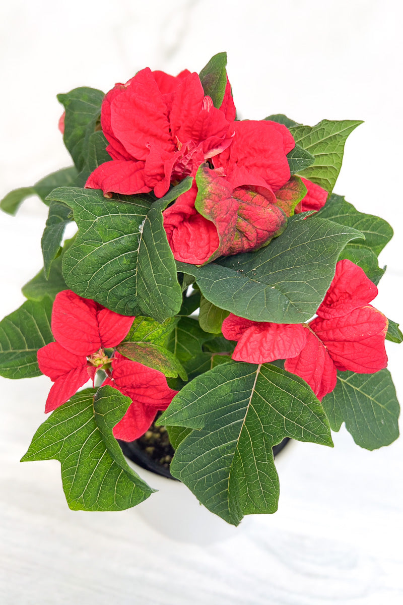 Poinsettia, Winter Rose 4"