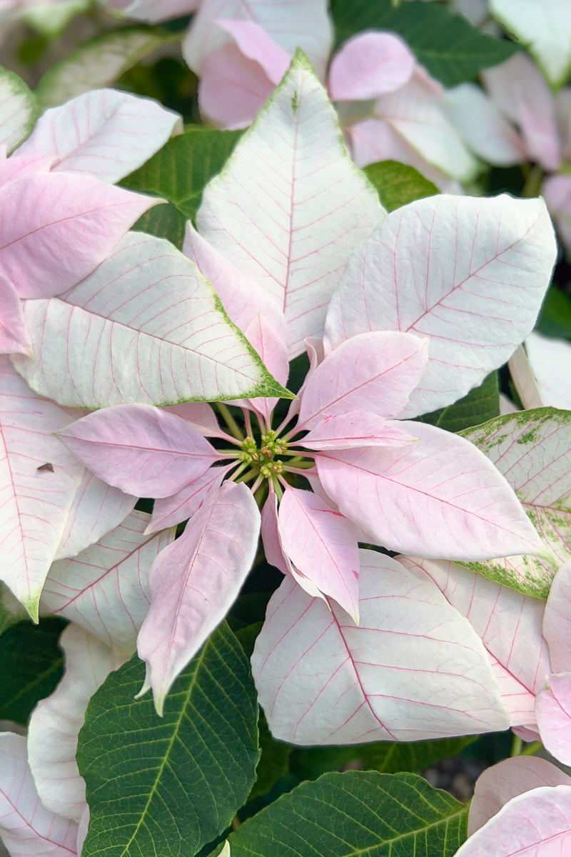 Poinsettia, Princettia Soft Pink 6"