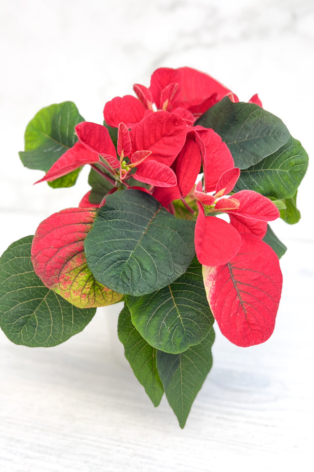 Poinsettia, Christmas Mouse Red 4"