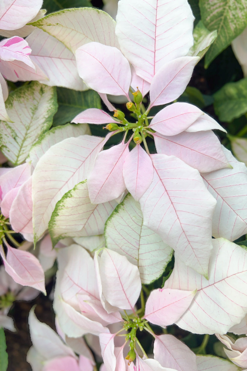 Poinsettia, Princettia Soft Pink 6"