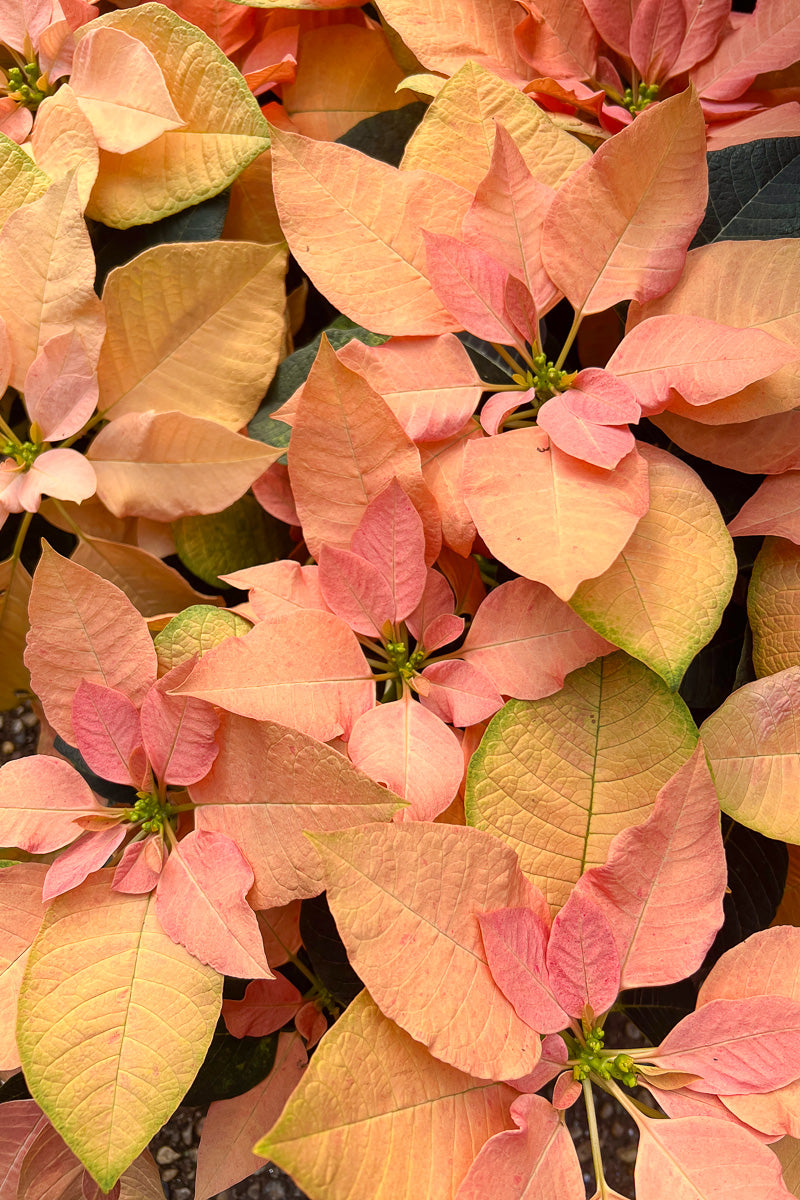 Poinsettia, Autumn Leaves 6"