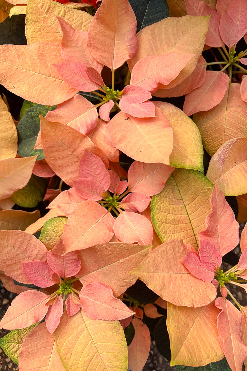 Poinsettia, Autumn Leaves 6"