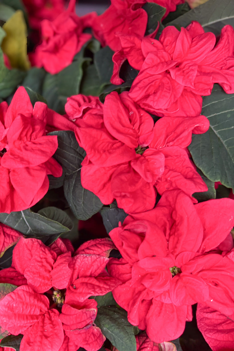 Poinsettia, Winter Rose 8"