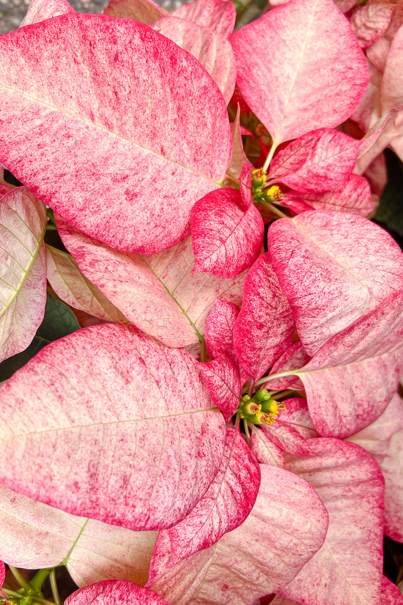 Poinsettia, Picasso 6"