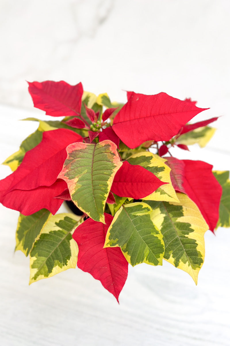 Poinsettia, Tapestry 4"