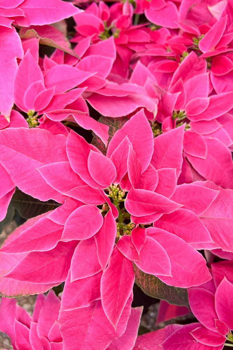 Poinsettia, Luv U Pink 6"