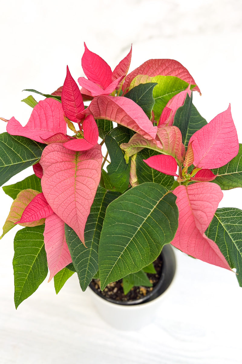 Poinsettia, Christmas Joy Pink 4"