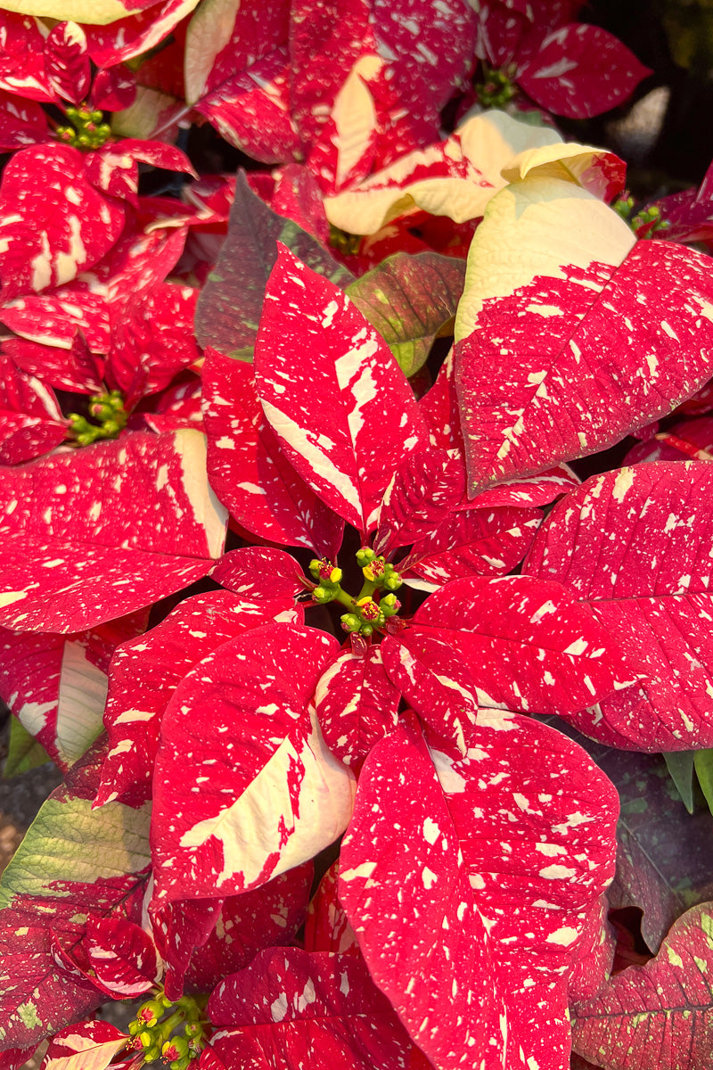 Poinsettia, Glitter 8"