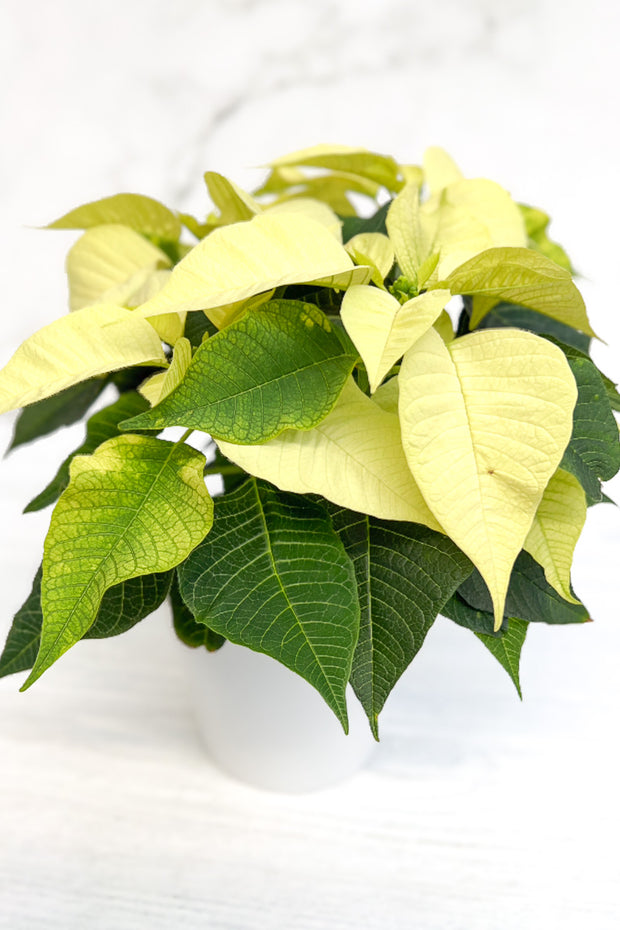 Poinsettia, White 4"